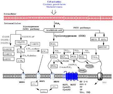 Figure 1. Major enzymatic pathways for the synthesis of arachidonic acid-derived eicosanoids